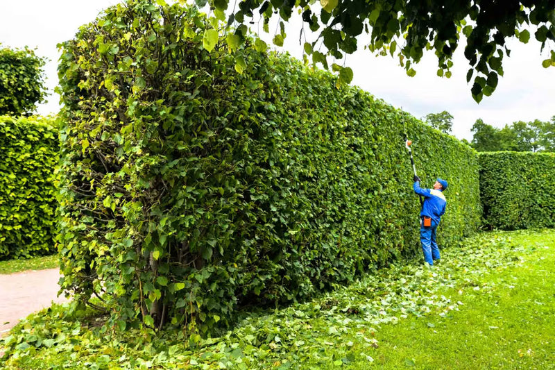 Person trimming a large hedge with a garden shear in a park setting