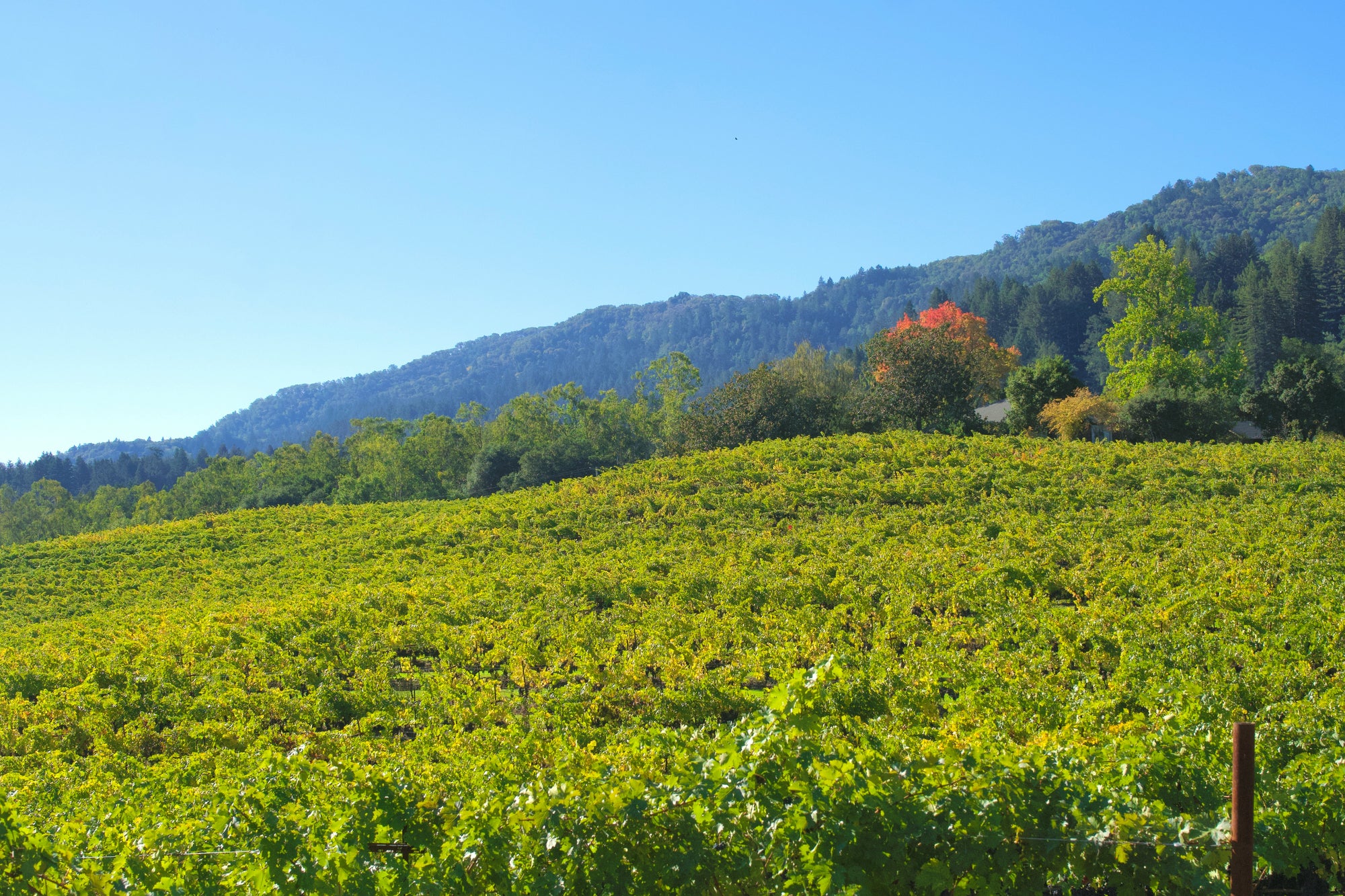Vineyard with green rows stretching towards a mountain under a clear blue sky.
